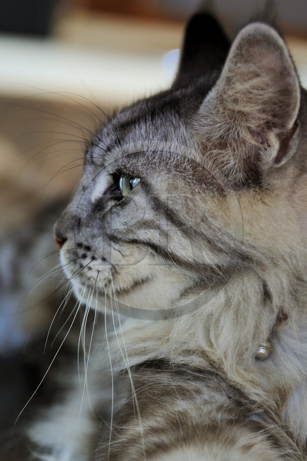 France, Ile de la Reunion, chat Main coon