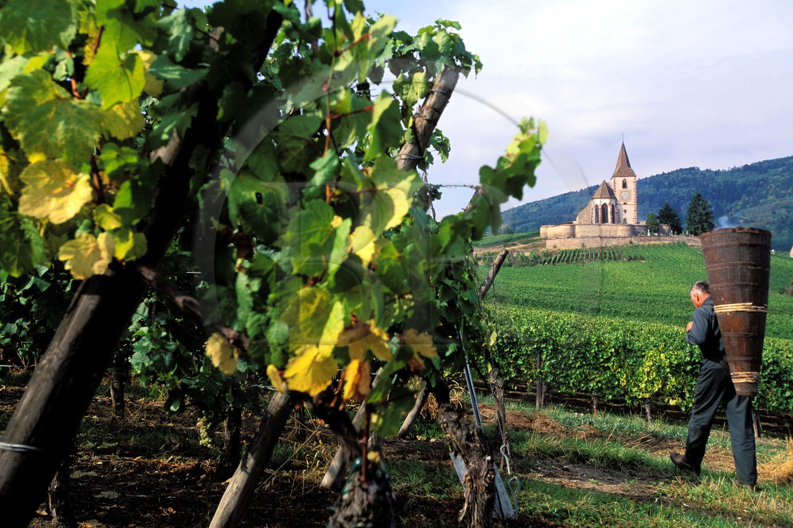 France, Haut-Rhin (68), Route des vins d' Alsace, Hunawihr, labellisé Les Plus Beaux Villages de France, le vendangeur Christophe Kurtz avec une hotte en bois