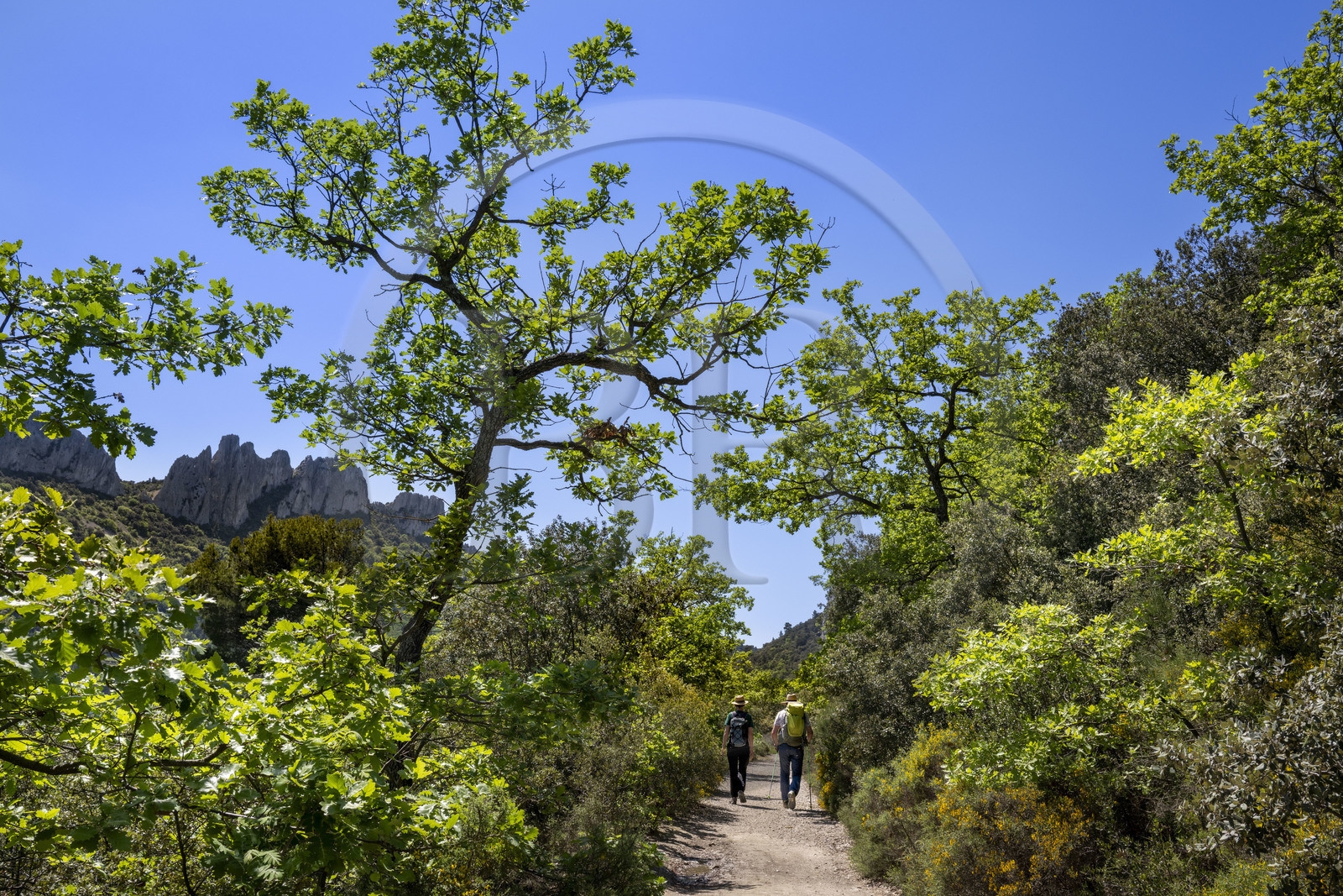 France, Vaucluse (84), Dentelles de Montmirail, Gigondas, randonneurs sur un sentier longeant les Dentelles Sarrasines au coeur du massif