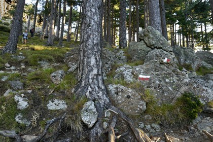 France, Corse-du-Sud (2A), Alta Rocca, marque du sentier de randonnée du GR 20 dans la forêt au pied des Aiguilles de Bavella