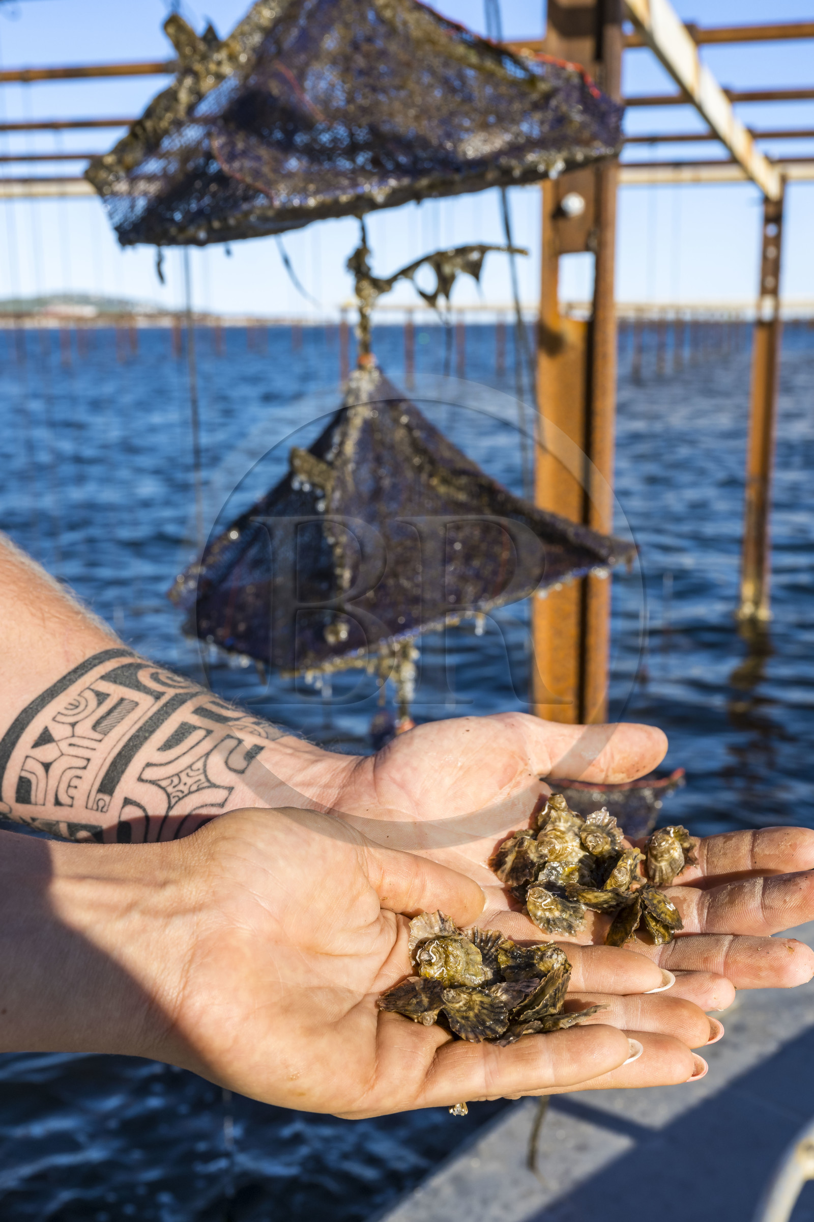 France, Hérault (34), Etang de Thau, Mèze, les producteurs de coquillages Quentin et Emmeline, jeunes huitres Ostrea edulis et naissains dans les paniers japonais