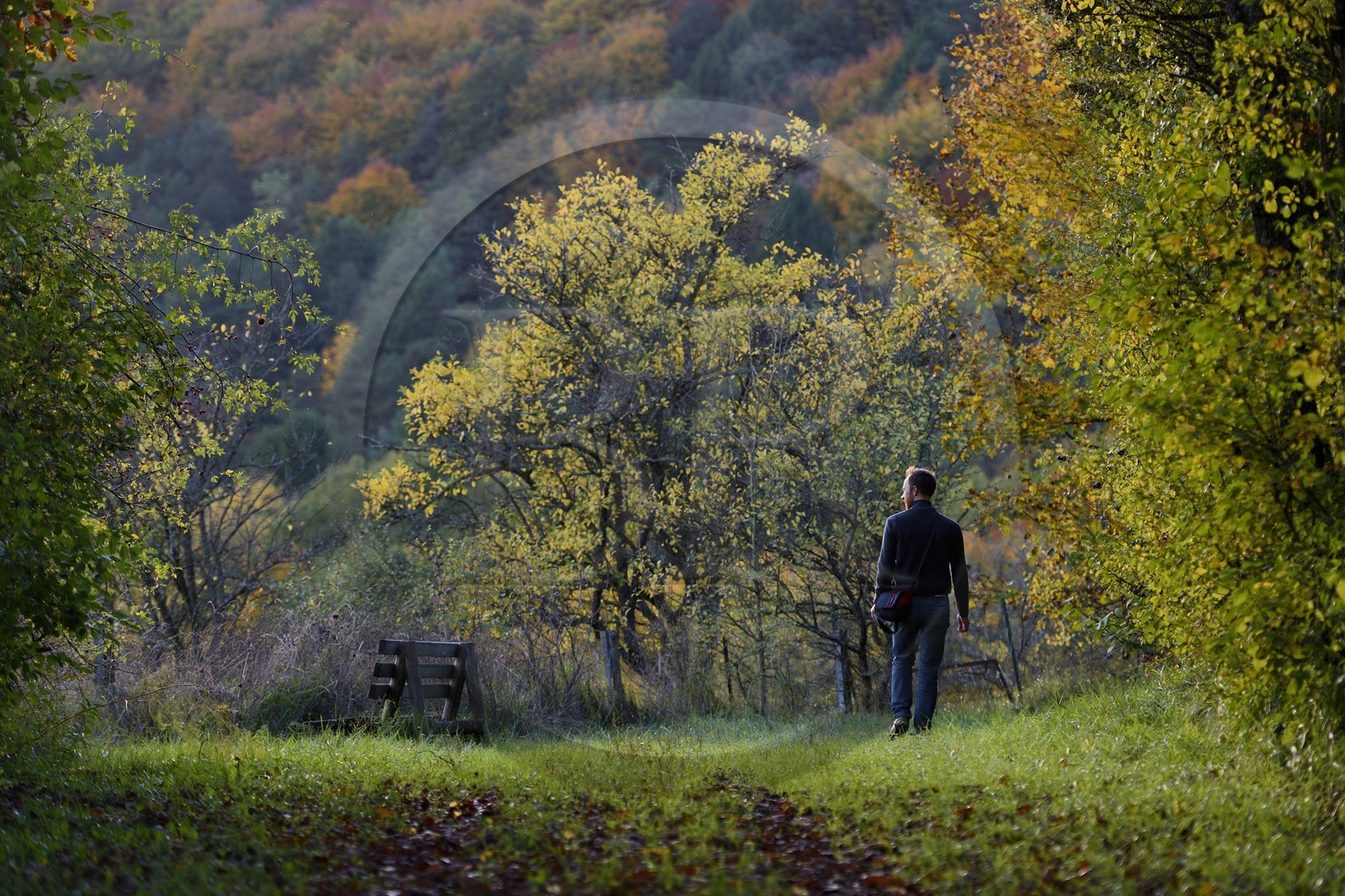 France, Meuse (55), Parc régional de Lorraine, Cotes de Meuse, Buxières-sous-les-Côtes, promenade en forêt