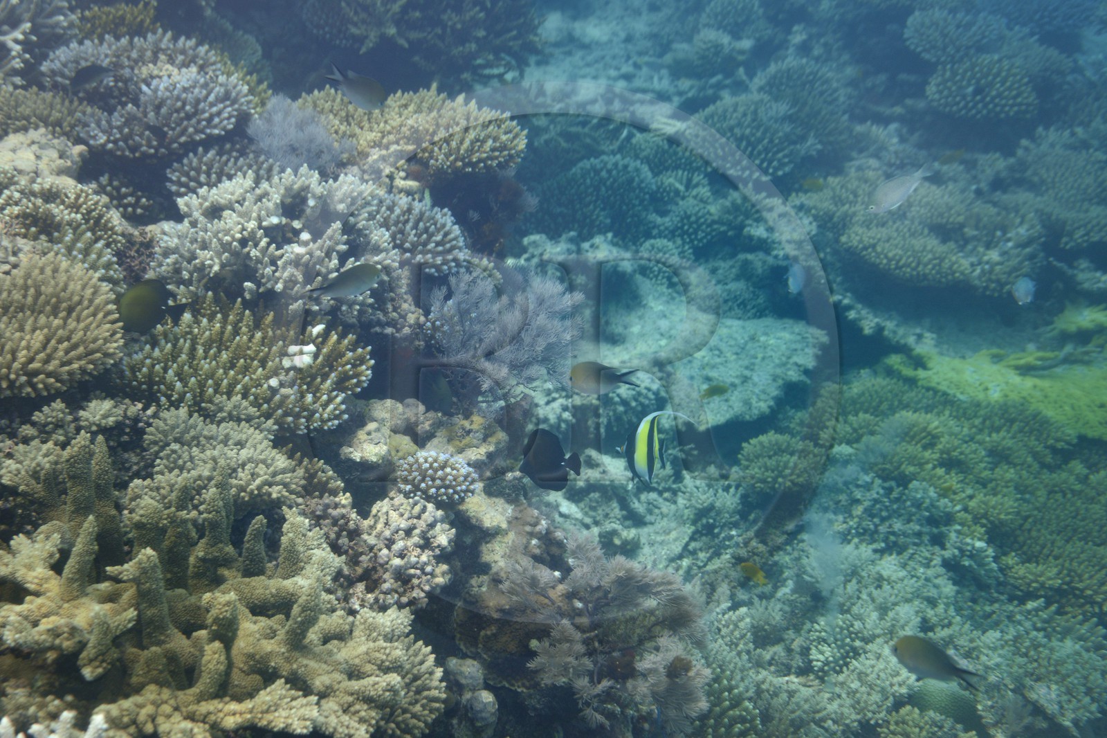 France, Ile de Mayotte, Grande-Terre, récif de corail dans la lagune face à la pointe Saziley  sur la cote Est