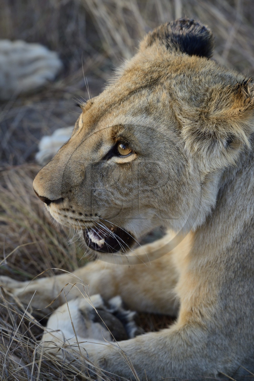 Zimbabwe, province des Midlands, Gweru, Antelope Park qui abrite ALERT (African Lion and Environmental Research Trust), jeune lionne (panthera leo)