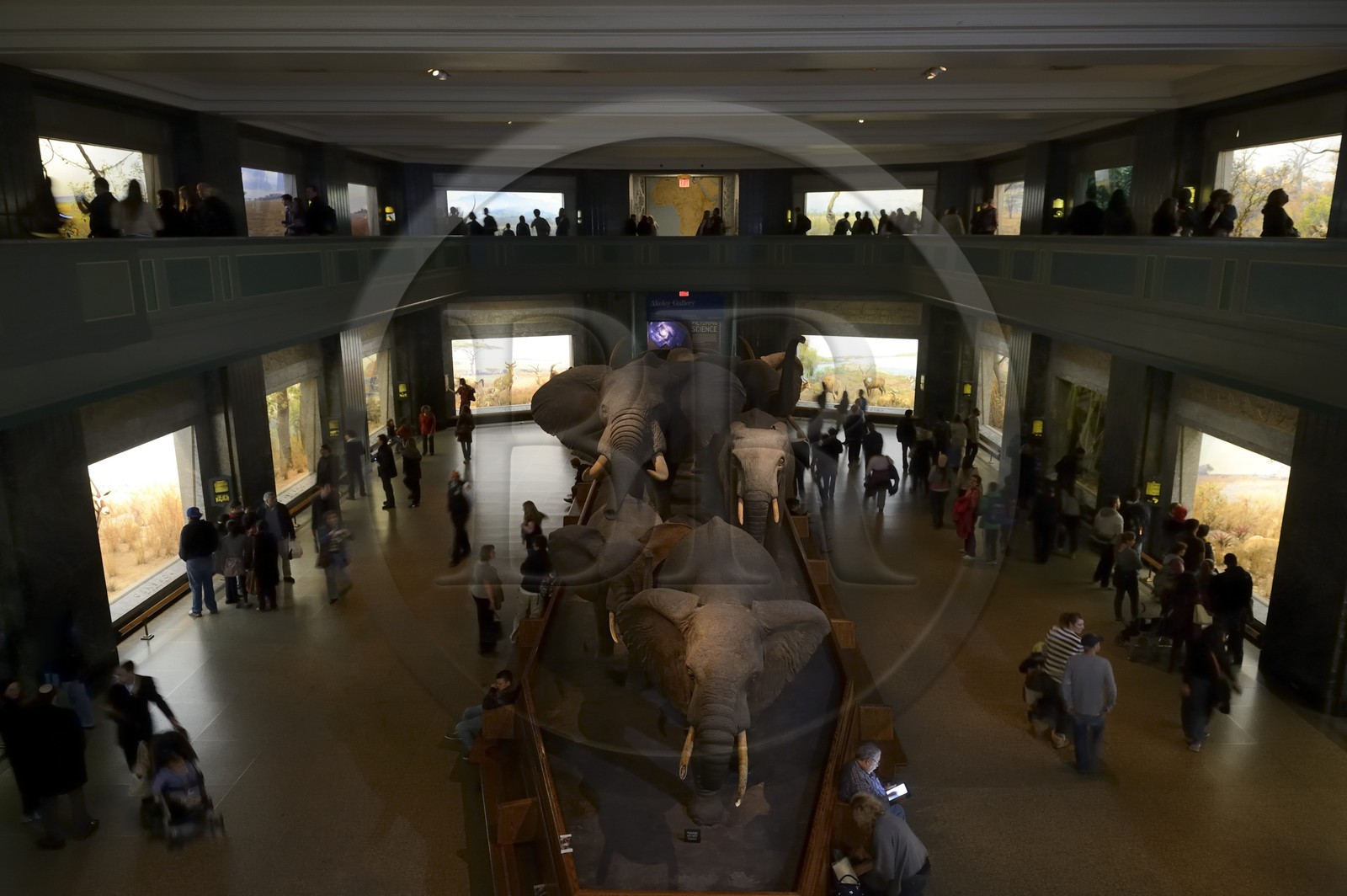 Etats-Unis, New York, Manhattan, Upper West Side, Musée Américain d'Histoire Naturelle (American Museum of Natural History), vitrines de diorama