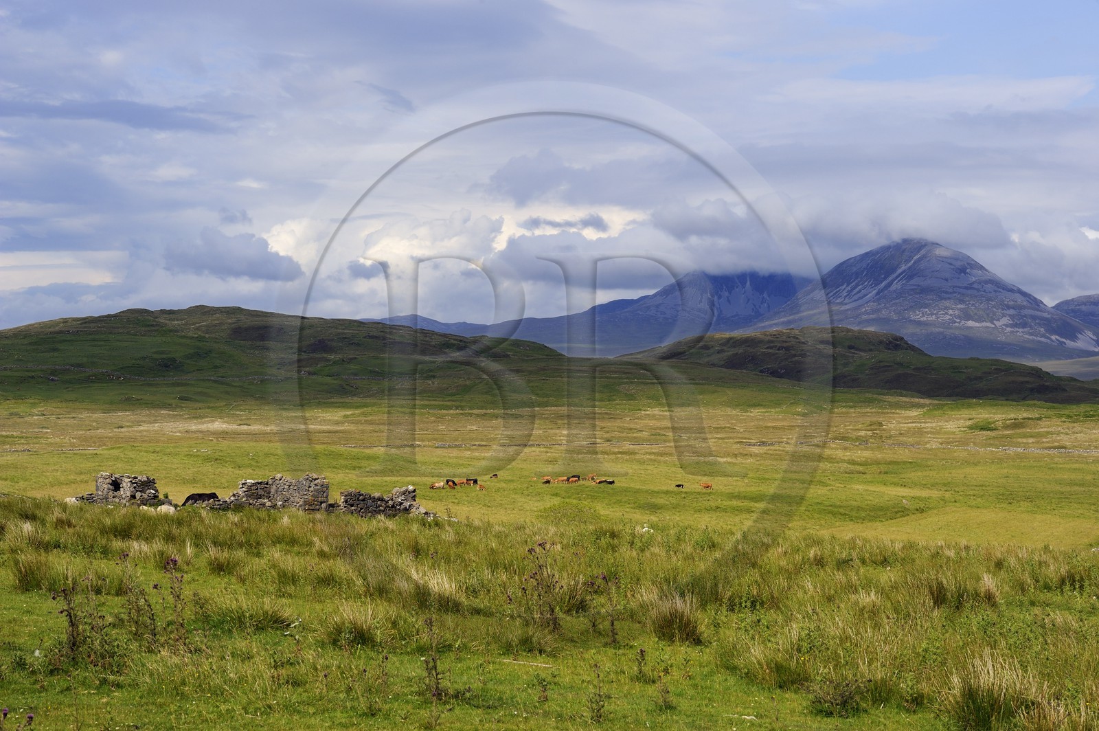 Royaume-Uni, Ecosse, Hébrides intérieures, Ile de Islay, vaches au paturage dans les prairies du Nord-Est de l'île et les montagnes de l'île de Jura en arrière plan