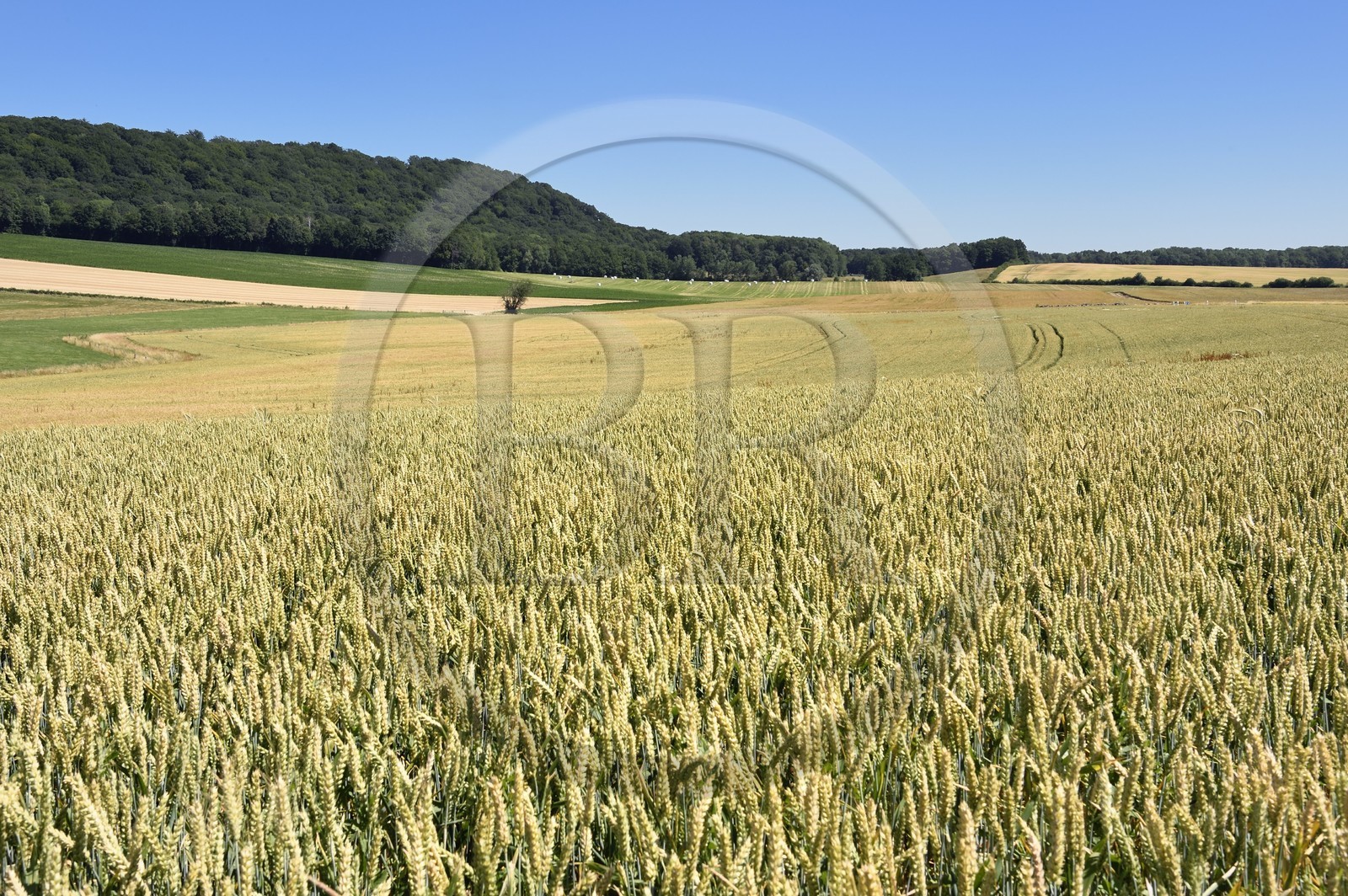 France, Meuse (55), Waly dans la région de l'Argonne, champs de blé