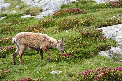 France, Alpes-Maritimes, parc national du Mercantour (Mercantour National Park), Valmasque valley, female Alpine ibex (Capra ibex)