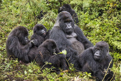 Rwanda, Province du Nord, Parc National des Volcans dans la chaine des Monts Virunga, mont Karisimbi, gorilles des montagnes (Gorilla beringei beringei), accouplement du male dos argenté (silverback) nommé Impuzamahanga qui est le male dominant du groupe Susa