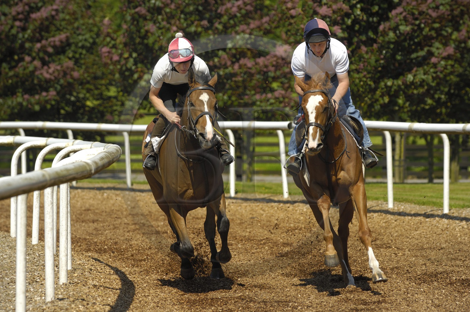 Irlande, Co. Kildare, Maynooth, harras de Moyglare (Stud), entrainement des chevaux