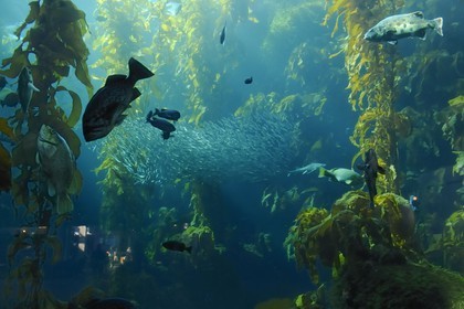 Etats-Unis, Californie, Monterey, le Monterey Bay Aquarium dans Cannery Row