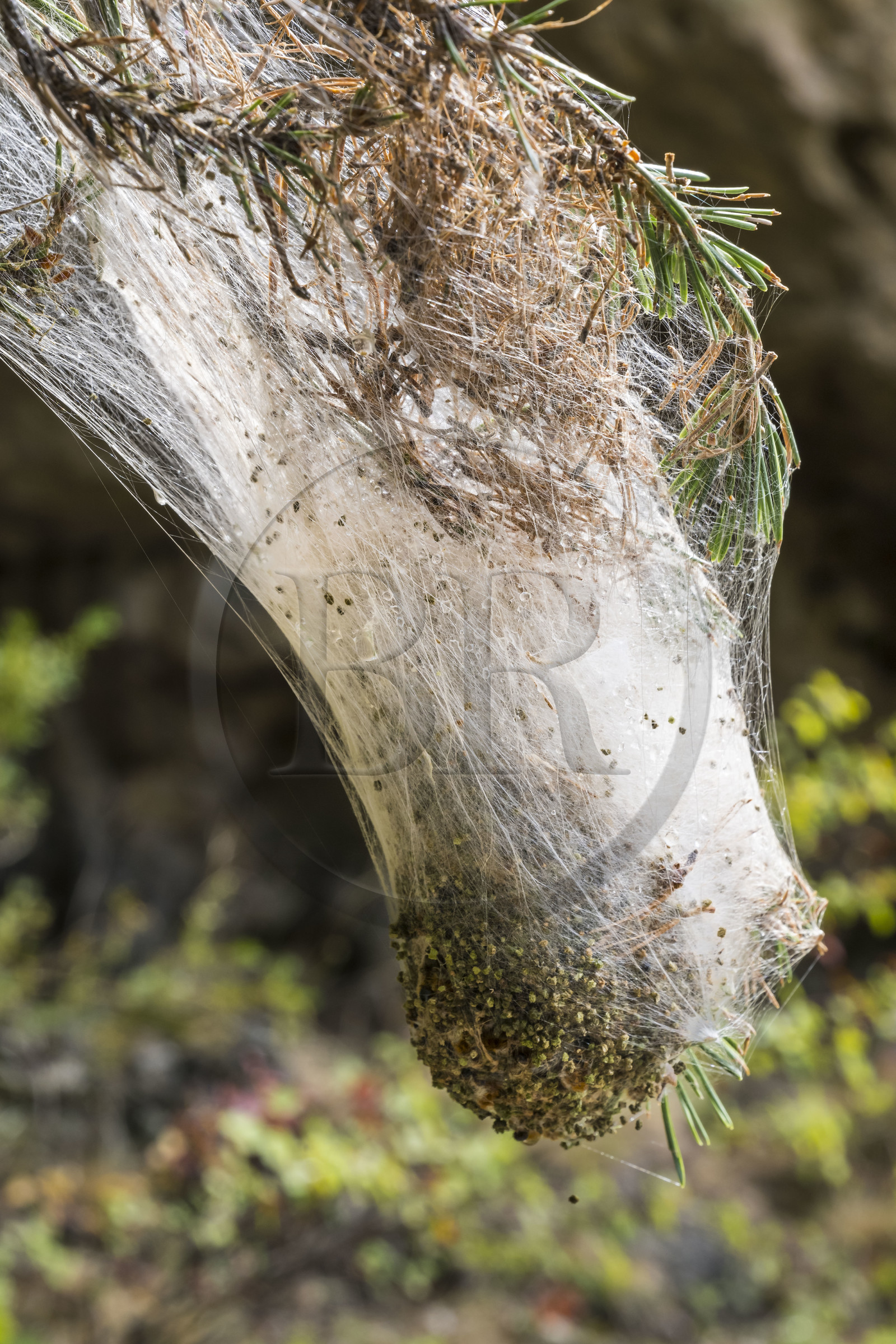 France, Aveyron (12), La Roque-Sainte-Marguerite, cocon de chenille processionnaire (Thaumetopoea pityocampa) ravageur, dangereux, allergie, sur un pin