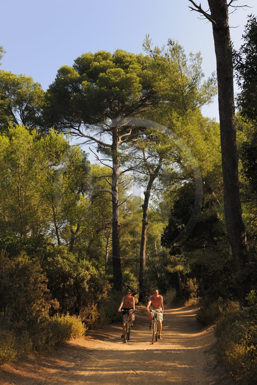 France, Var (83), Iles d'Hyères, parc national de Port-Cros, île de Porquerolles, promenade à vélo