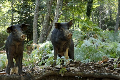 France, Haute Corse, Castagniccia, pigs in the wild