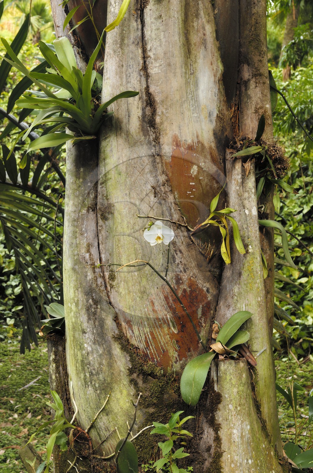 Brasil, Minas Gerais state, Brumadinho, Centro de arte contemporanea Inhotim (contemporary artwork center)