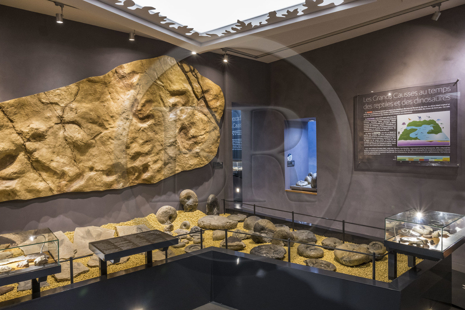France, Aveyron (12), Millau, musée de Millau et des Grands Causses installé dans l'Hotel de Pegayrolles, empreintes de dinosaures sur la reproduction de la Dalle de Peyre accrochée au mur
