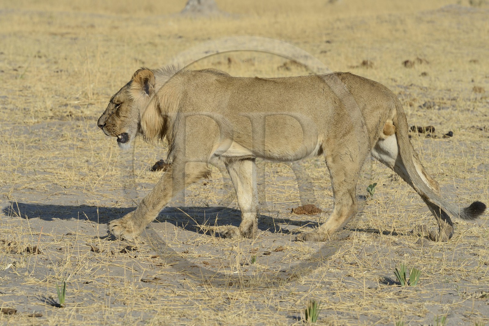 Zimbabwe, Matabeleland North Province, Hwange National Park, lion (Panthera leo)