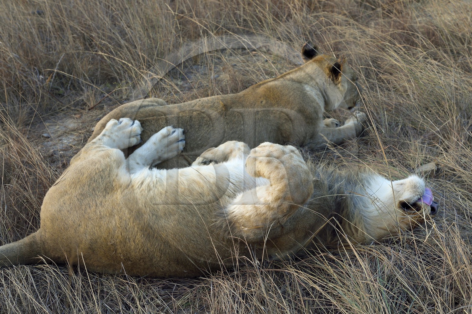 Zimbabwe, province des Midlands, Gweru, Antelope Park qui abrite ALERT (African Lion and Environmental Research Trust), jeune lion et lionne (panthera leo)