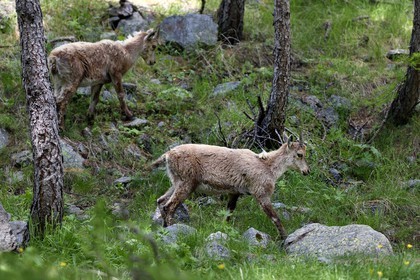 France, Alpes-Maritimes, parc national du Mercantour (Mercantour National Park), Valmasque valley, young female Alpine ibex (Capra ibex)