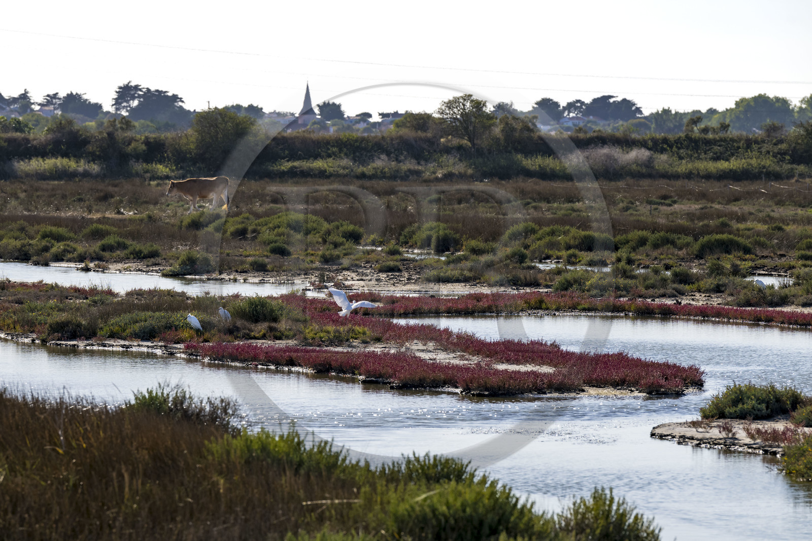 France, Vendée (85), Ile de Noirmoutier, vaches et aigrettes dans la Réserve Naturelle du Polder de Sebastopol