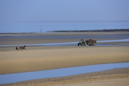 France, Manche (50), Cotentin, Sainte-Marie-du-Mont, Utah Beach où prit place le principal débarquement americain le 6 juin 1944, attelage de course de trot sur la plage à marée basse et producteur d'huitres
