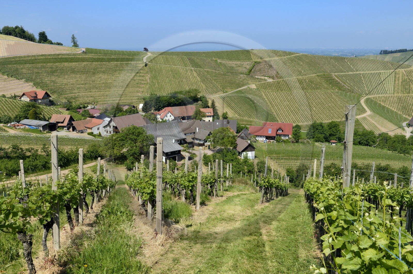 Allemagne, Bade-Wurtemberg, le vignoble à Durbach