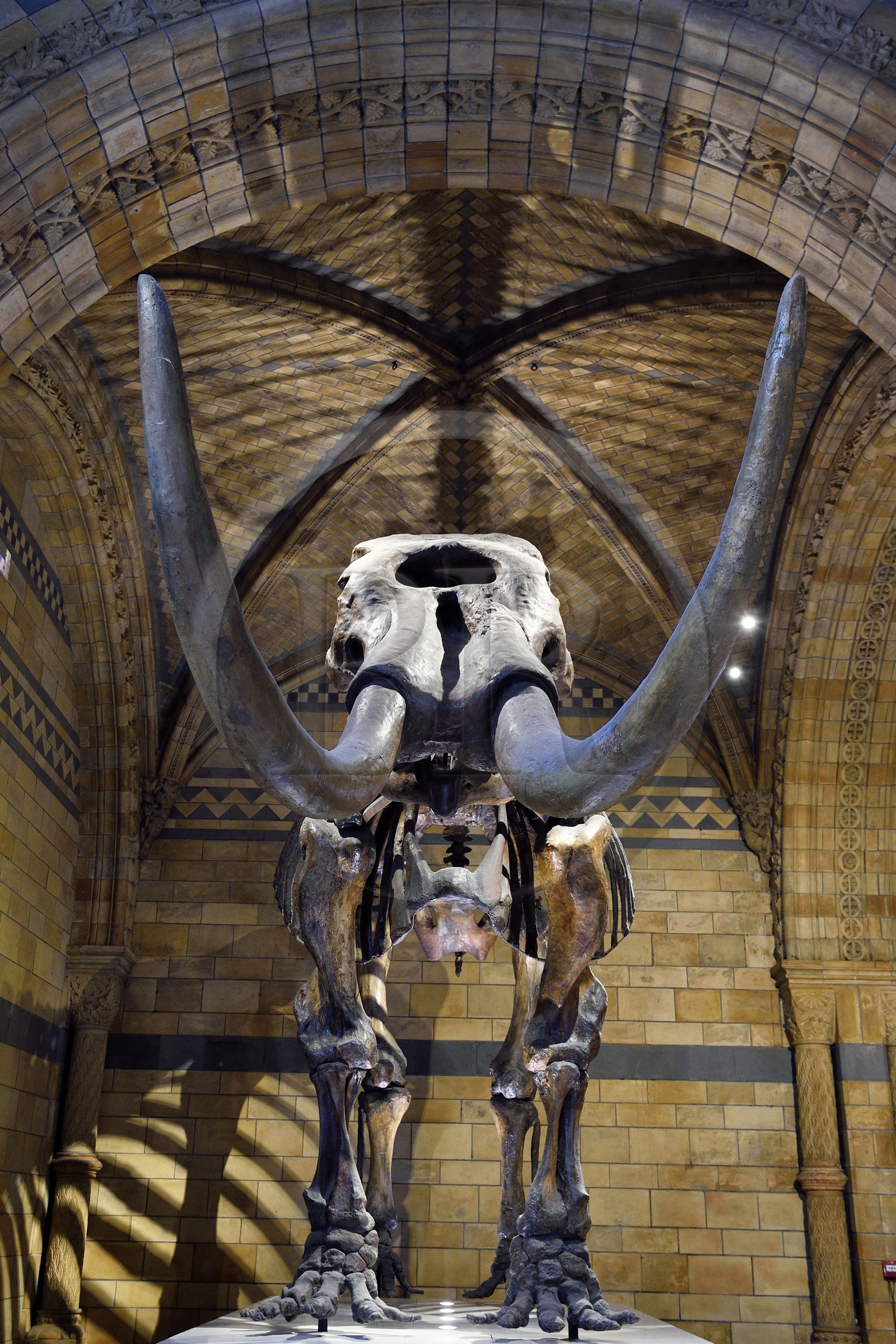 Royaume-Uni, Londres, Kensington, musée d’histoire naturelle (Natural History Museum), hall central, mammouth de l'âge de glace