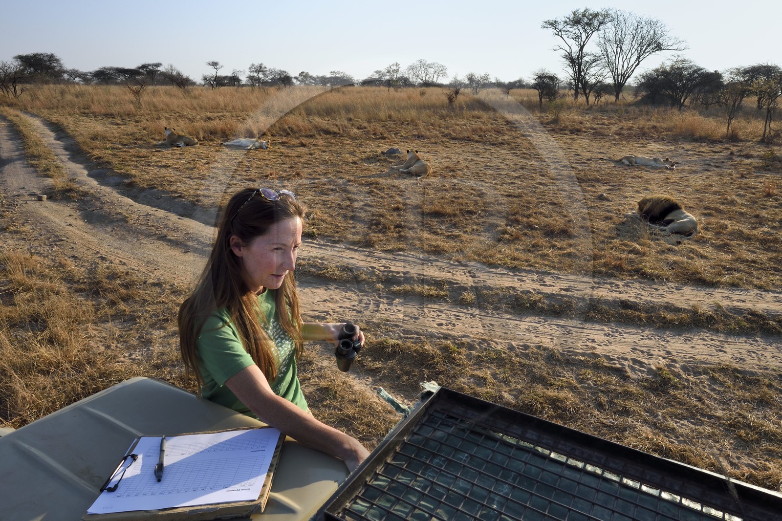 Zimbabwe, province des Midlands, Gweru, Antelope Park qui abrite ALERT (African Lion and Environmental Research Trust), Yvonne Gordon est une permanente du projet en charge de l'observation du comportement des lions qui seront relachés en clan dans un parc national, ici en zone 2 les quatre femelles adultes et le mâle qui ont enfantés les lions qui seront relachés