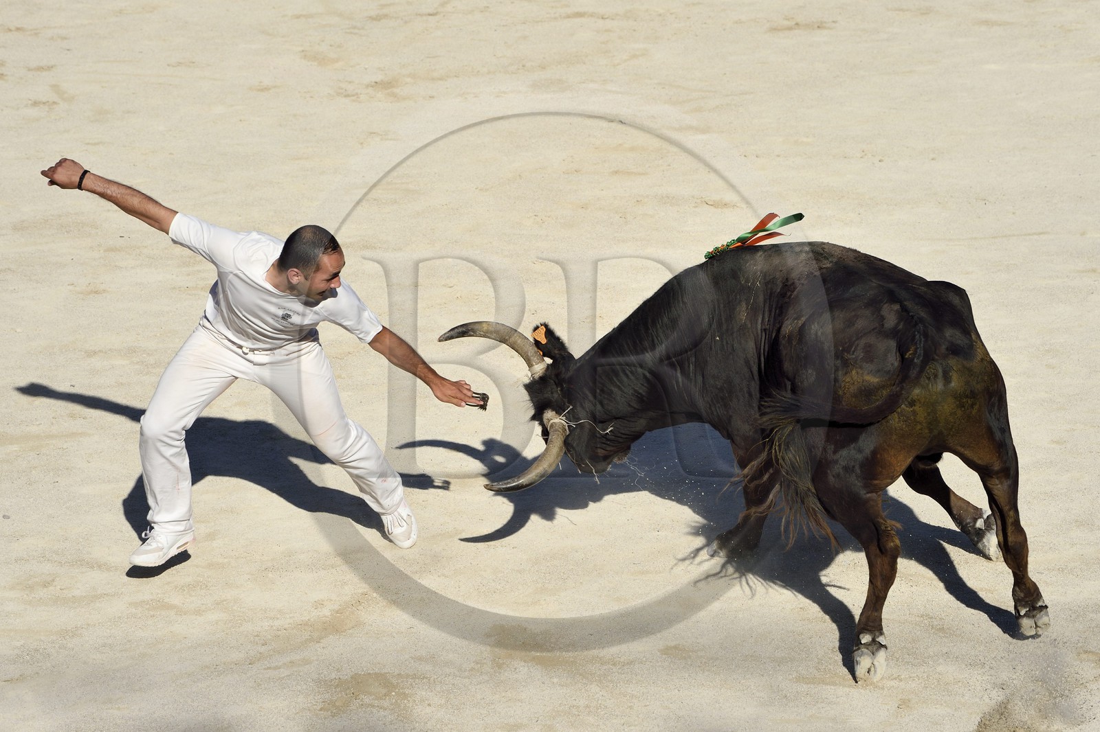 France, Bouches-du-Rhône (13), Arles, la course camarguaise  de la Cocarde d'Or aux Arènes