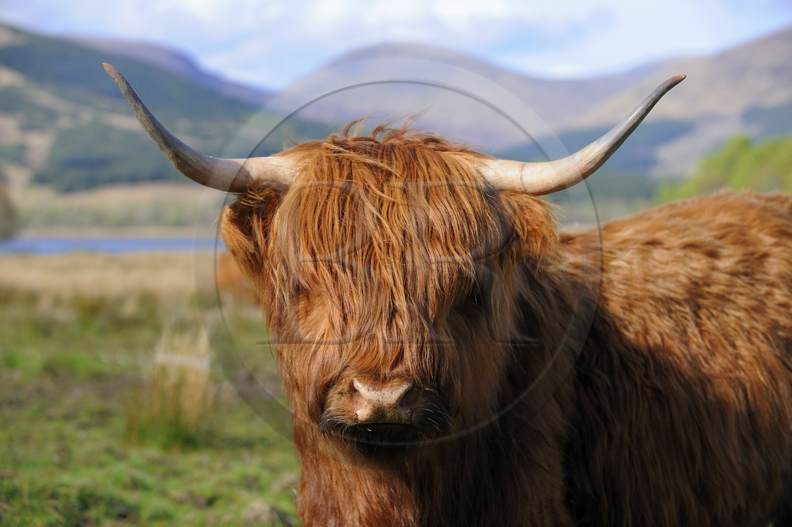 Royaume-Uni, Ecosse, région des Highlands, Highland cow  au Loch Eil vers Fort William