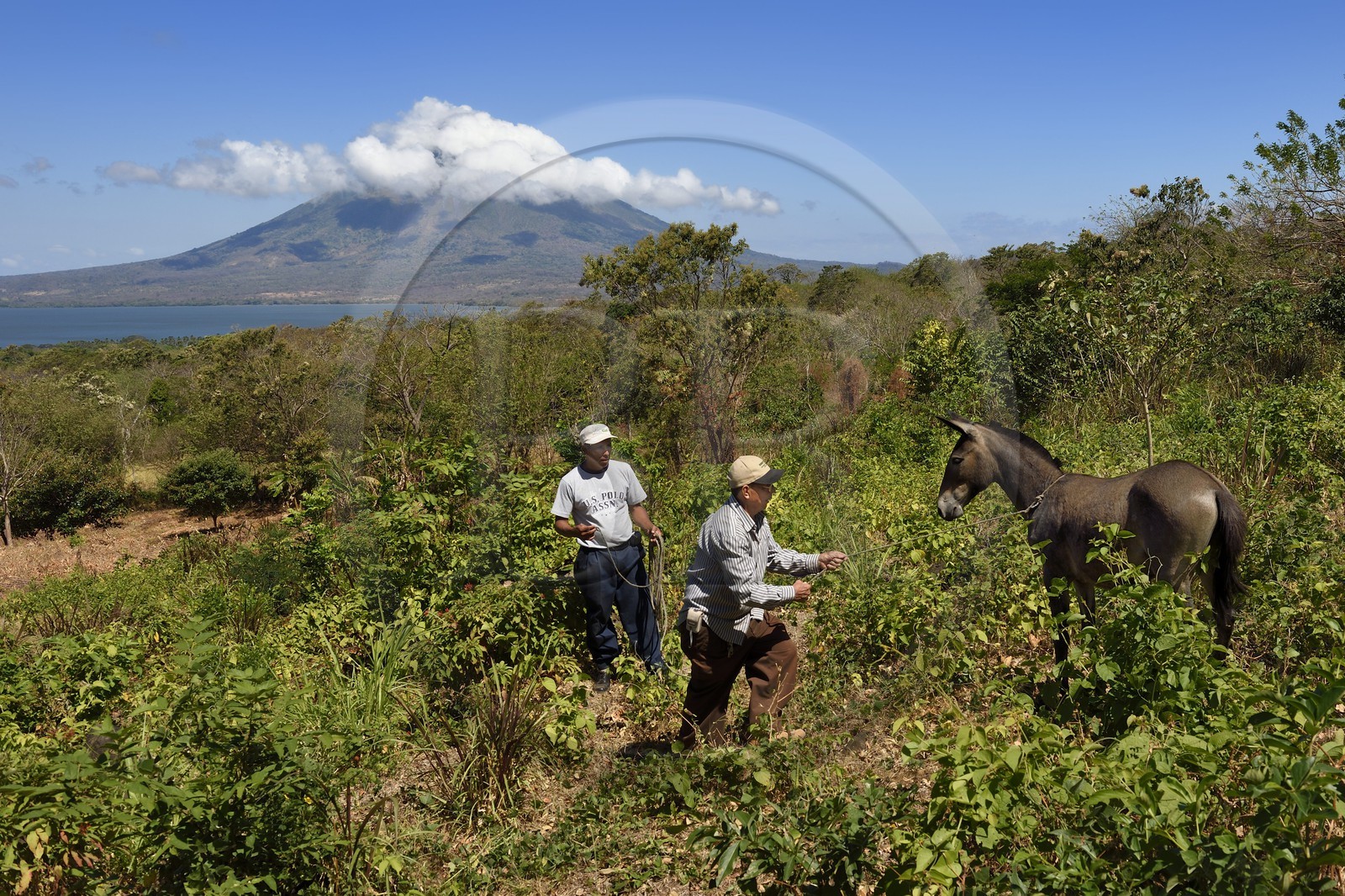 Nicaragua, Ile d'Ometepe sur le lac Nicaragua, fermier prennant un âne au lasso et le volcan Conception (1610 m) toujours en activité en arrière plan