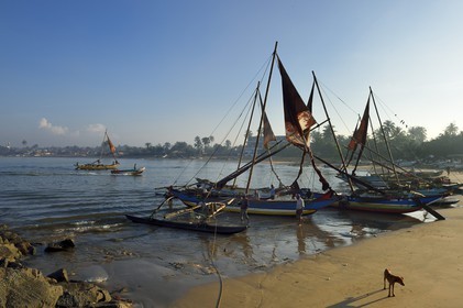 Sri Lanka, Western Province, Negombo, return on Porathota beach of the fishermen and their traditional catamarans after the morning fishing