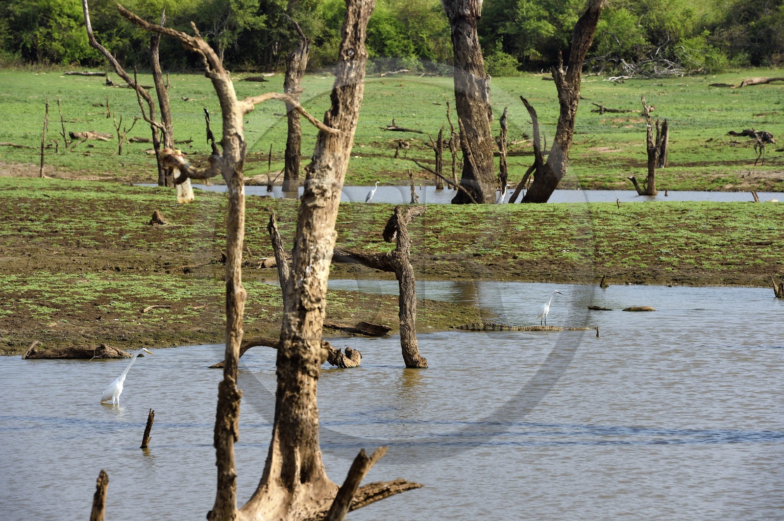 Sri Lanka, province d'Uva, Parc national d'Uda Walawe (Udawalawe National Park), les arbres morts sont immergés sous l'eau pendant les pluies de mousson, crocodile et échassiers