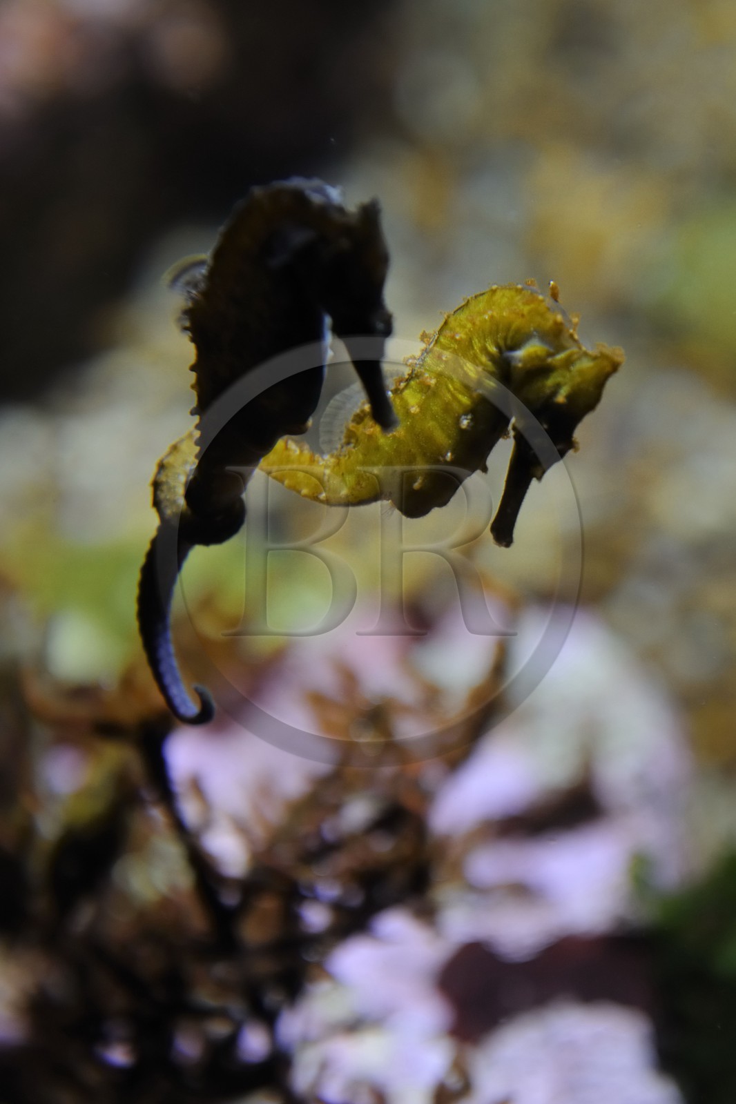United States, California, Monterey, Monterey Bay Aquarium in Cannery Row, Hippocampus