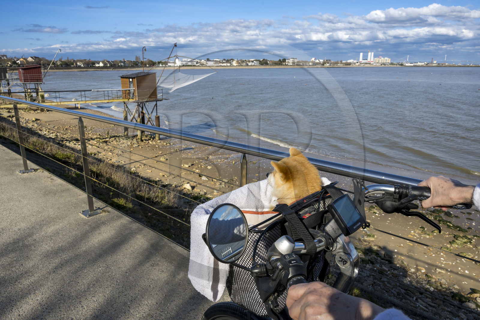 France, Loire-Atlantique (44), Estuaire de la Loire, Saint-Nazaire, le chien Kitsune en promenade dans le panier du vélo de sa maitresse, cabanes de pêche traditionnelle au carrelet qui longent le boulevard Albert 1er