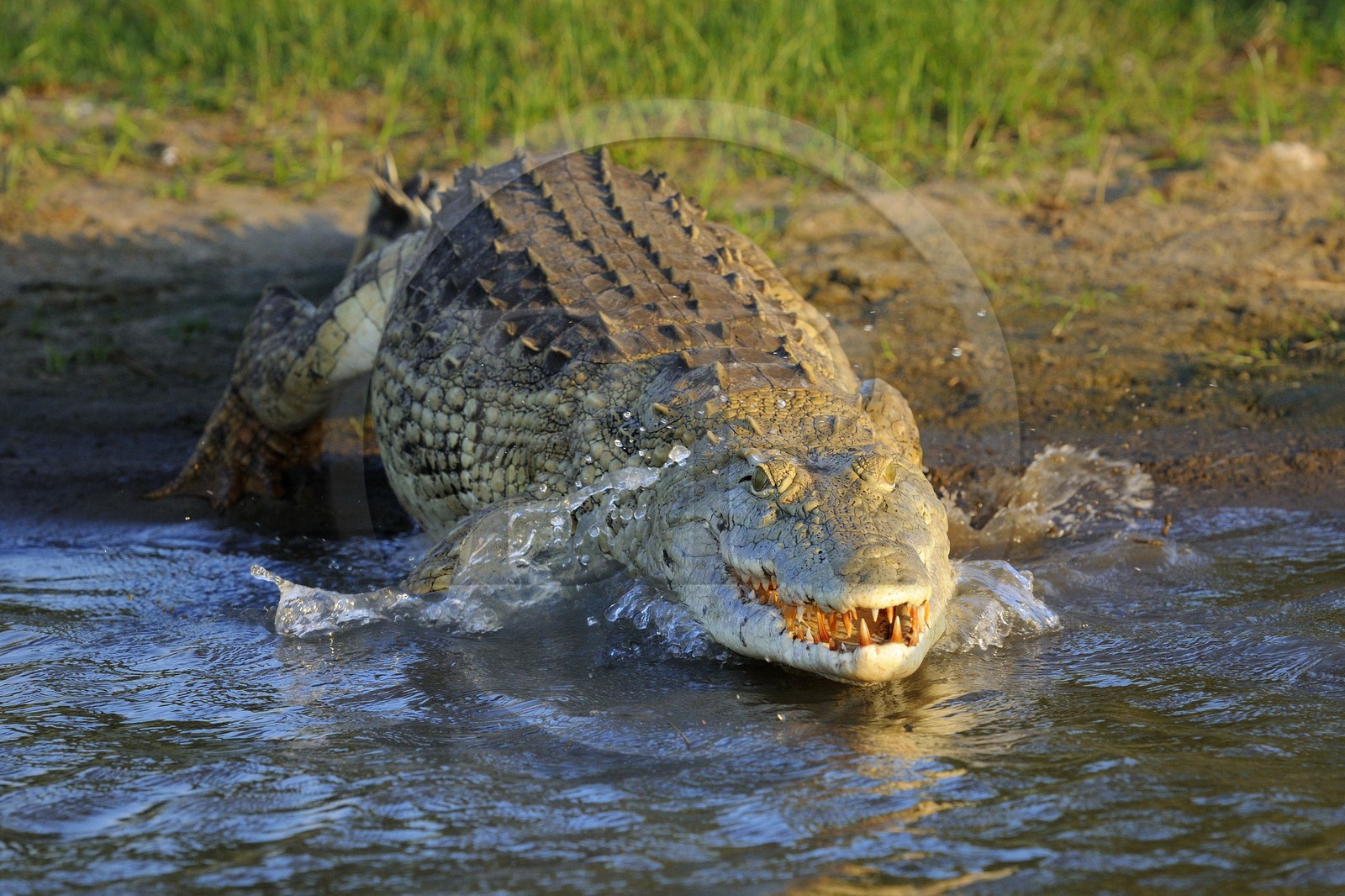 Tanzanie, Reserve de gibier de Selous une des plus grandes zones protégées au monde et inscrite sur la liste du patrimoine mondial de l’Unesco depuis 1982, crocodile du Nil (Crocodylus niloticus) sur le lac Nzerakera formé par la rivière Rufiji
