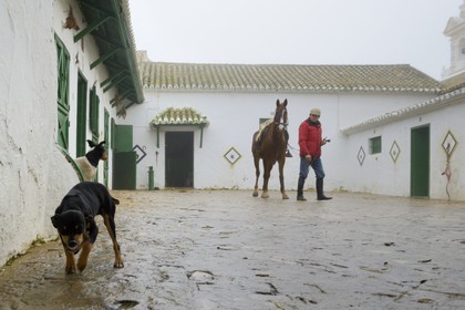 Spain, Andalusia, Seville Province, Utrera, Finca El Pinganillo, the property stud