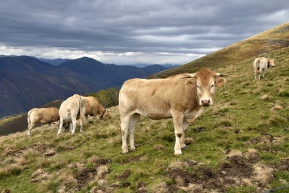 Espagne, Pays-Basque, Navarre, chemin de Saint-Jacques de Compostelle entre Saint-Jean-Pied-de-Port et Roncevaux, troupeau de vaches