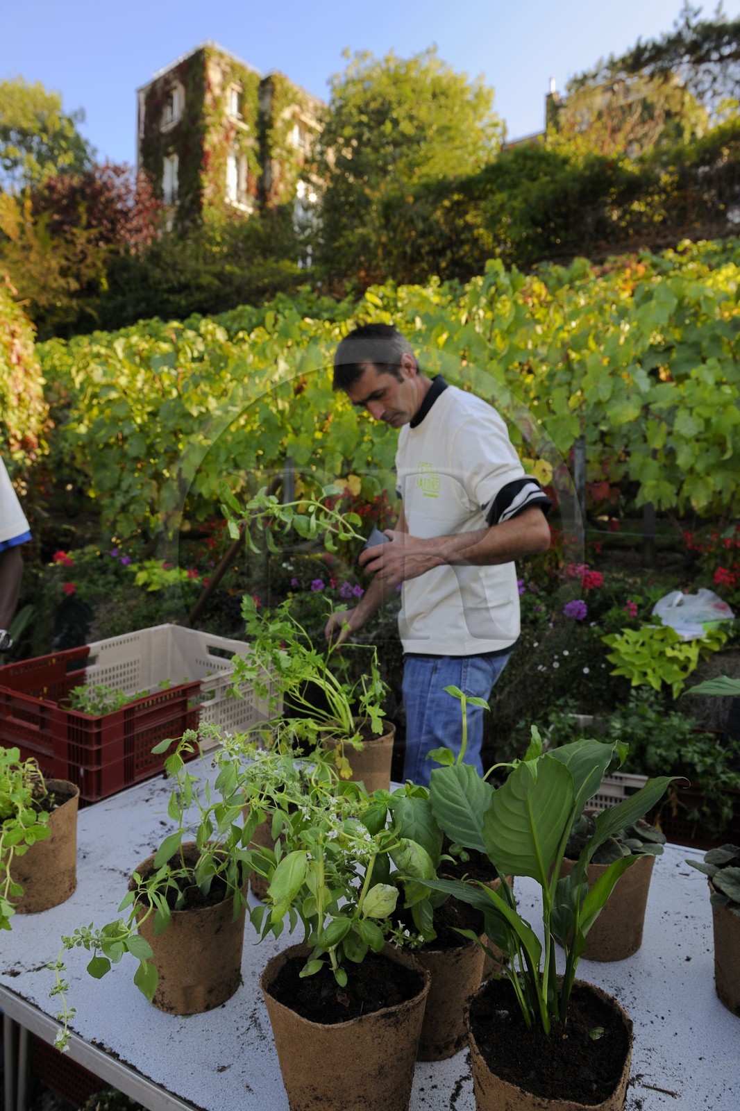 France, Paris (75), la Butte Montmartre, le vignoble de Montmartre ouvert pour la journée des jardins