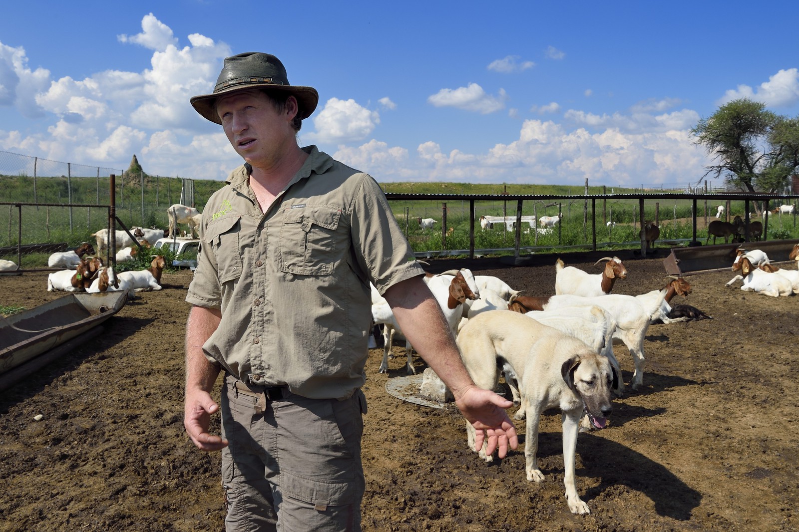 Namibia, Otjiwarongo, Cheetah Conservation Fund’s Livestock Guarding Dog Program has been highly effective at reducing predation rates and thereby reducing the inclination by farmers to trap or shoot cheetahs, the farmer Paul Visser with his Anatolian shepherd Kangal dog and surrounded by its goats
