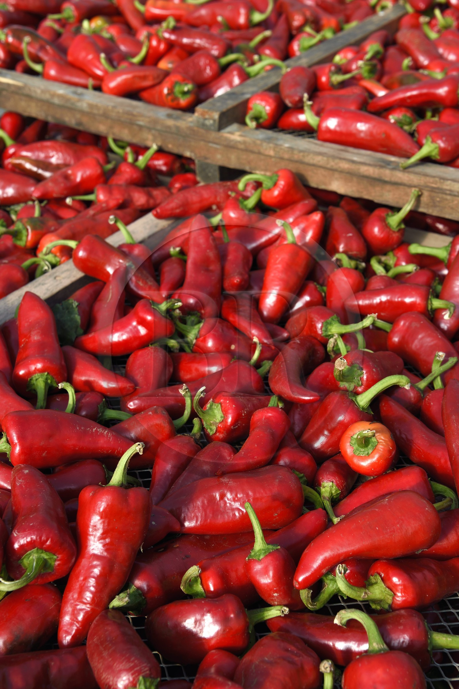 France, Pyrenees Atlantiques, Basque Country, Espelette, in the chili pepper dryer of Virginie Curutchet, producer of AOP Espelette peppers