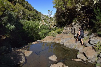 Portugal, Madeira Island, hike in the forest of Rabaçal by the levada do Alecrim, the upper Lagoa do Vento waterfall