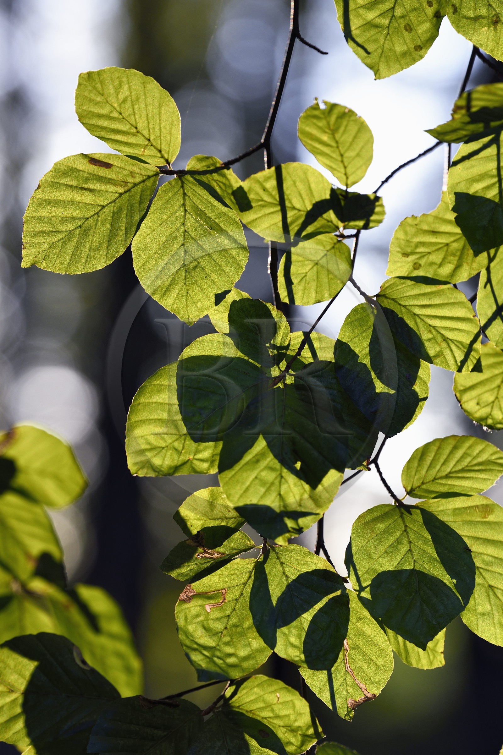 France, Seine-Maritime (76), Pays de Caux, Tourville-sur-Arques, feuille de hêtre