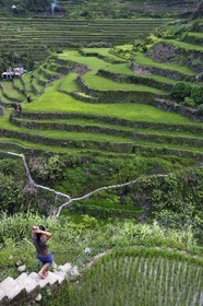 Philippines, province d'Ifugao, les rizières en terrasses de Banaue autour du village de Cambulo, classées Patrimoine Mondial de l'UNESCO