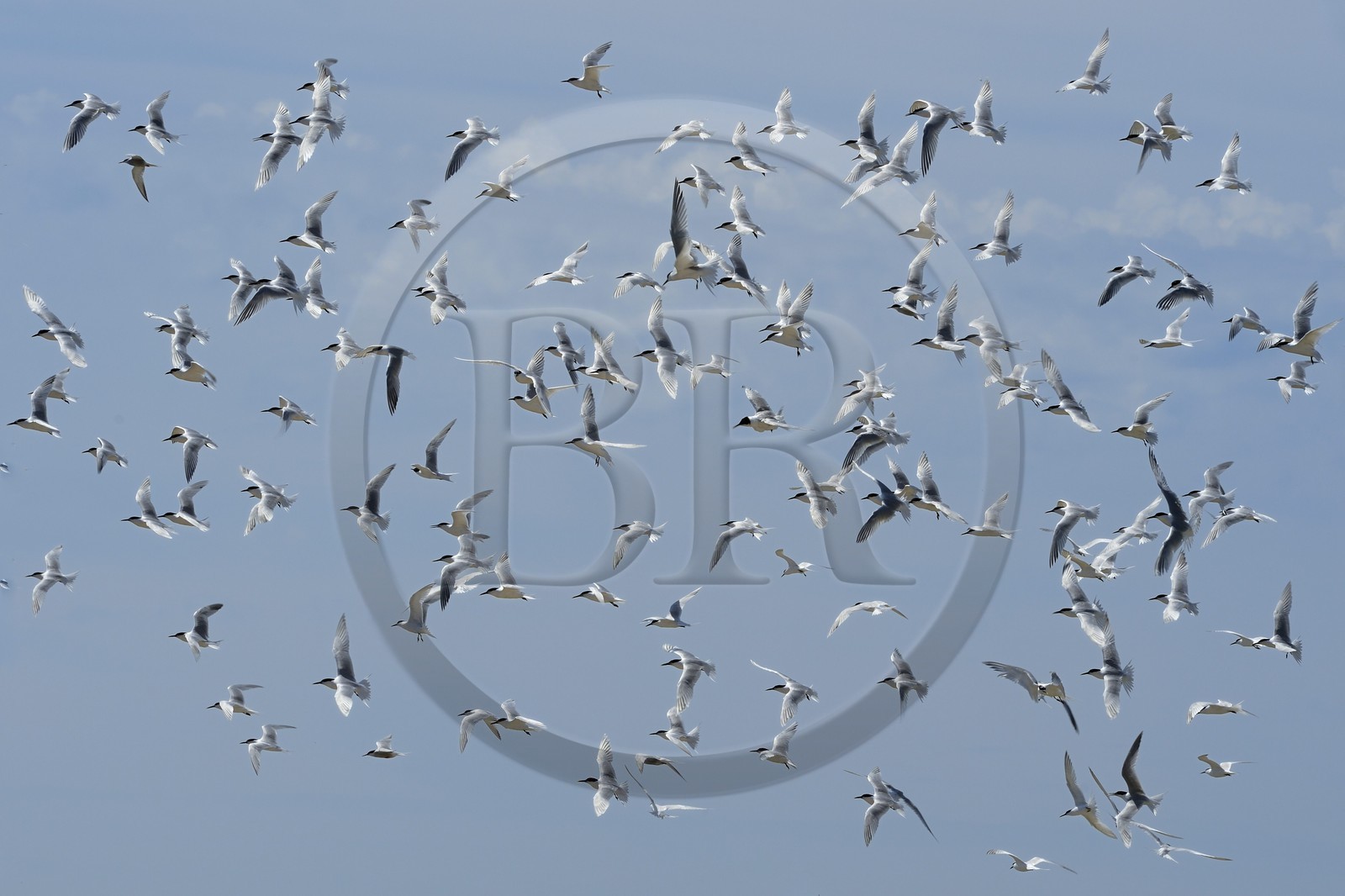 France, Finistere, La Foret Fouesnant, Glenan islands, Ile aux Moutons home to a colony of terns at the nesting period