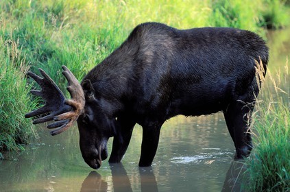 Canada, Quebec, the Verendrye Wildlife Reserve, male moose