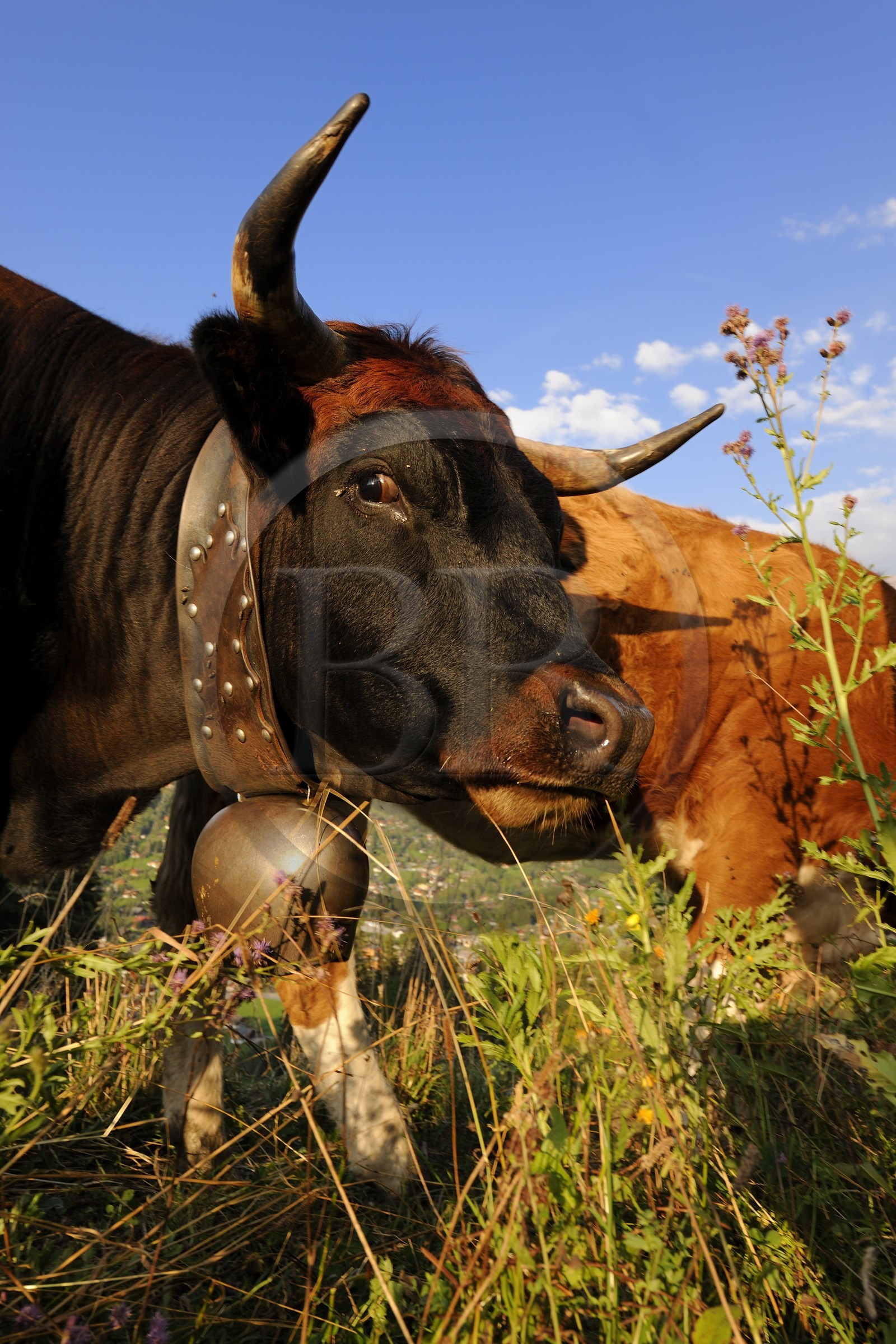 Suisse, canton de Vaud, Les Diablerets