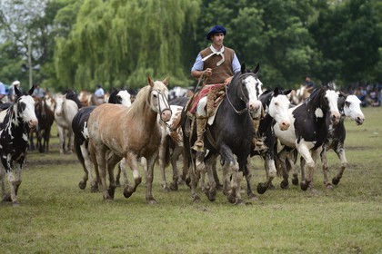 Argentine, province de Buenos Aires, San Antonio de Areco, fête du Jour de la Tradition (Dia de la Tradicion), figure appelée enchevêtrement de troupeaux (Entrevero de tropillas)