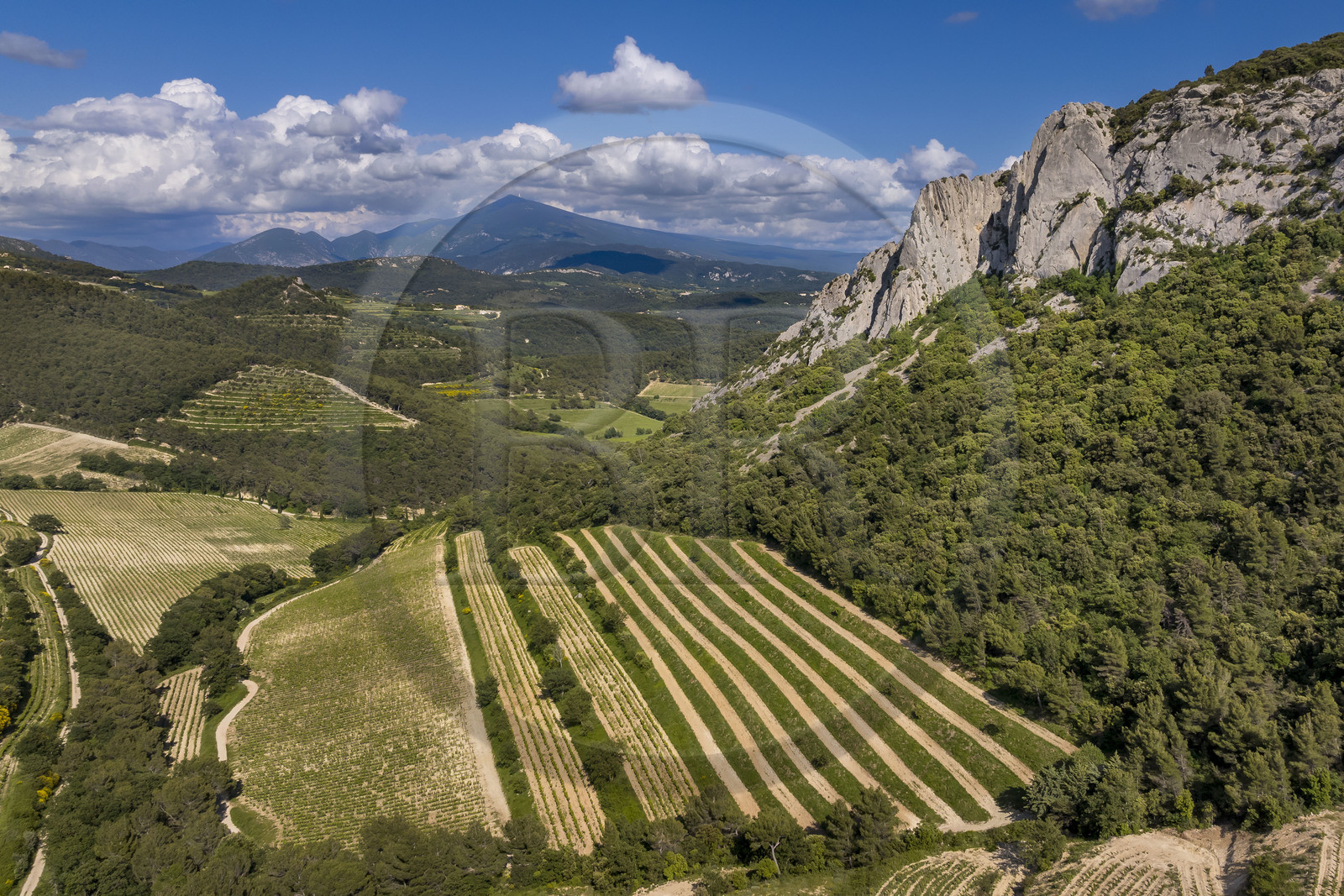 France, Vaucluse (84), Dentelles de Montmirail, la montagne des Dentelles Sarrasines et des vignobles en restanques, le Mont Ventoux en arrière plan (vue aérienne)