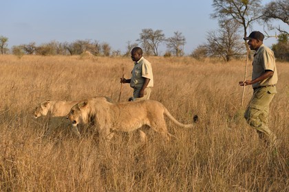Zimbabwe, province des Midlands, Gweru, Antelope Park qui abrite ALERT (African Lion and Environmental Research Trust), marche à pied de guides - dresseurs en compagnie de lions (panthera leo) dans la brousse